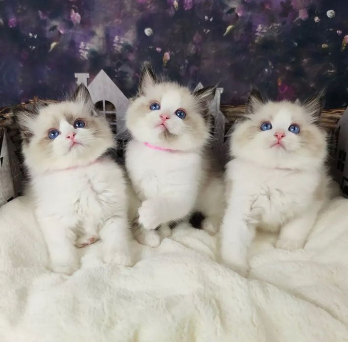 Кошенята Регдолл (чистокровні)