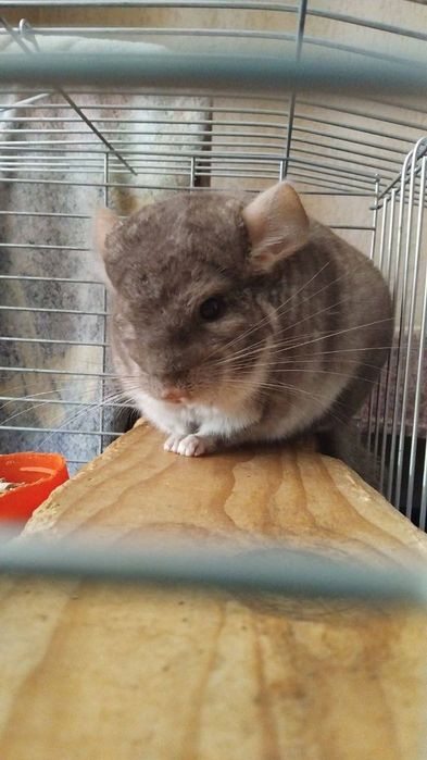 гризун, хлрпчик 2.5 роки