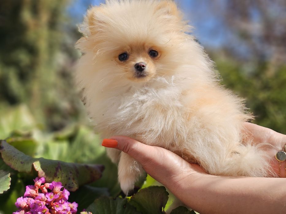 Szpic pomeranian suczka dziewczynka
