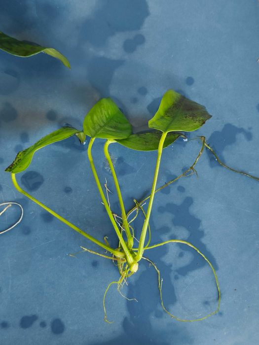 Plantas de Aquário | Anúbias Barteri var. Nana