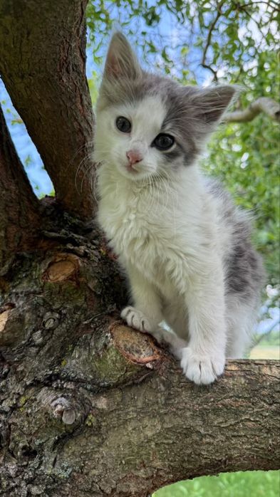 Кошенята в добрі рукі