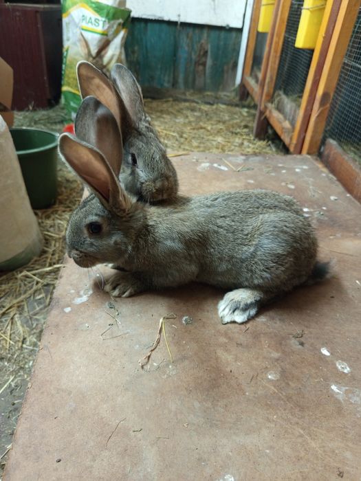 Termondzki/Olbrzym Belgijski/ Mieszanka