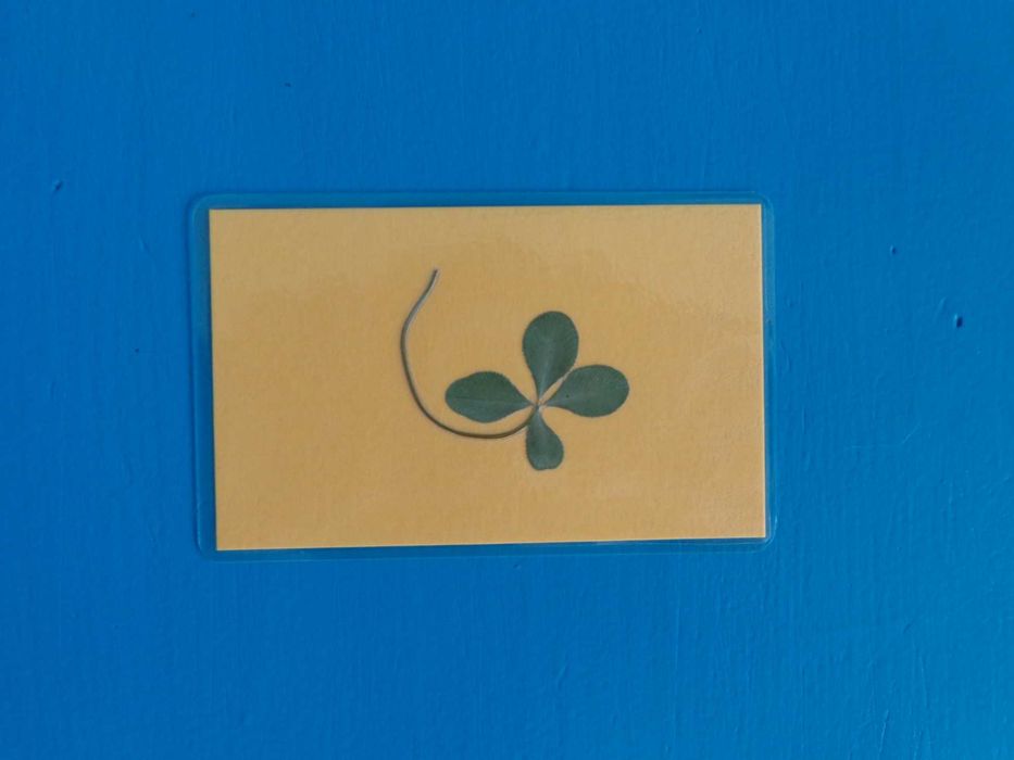 Egzaminy Czterolistna Koniczynka na szczęście