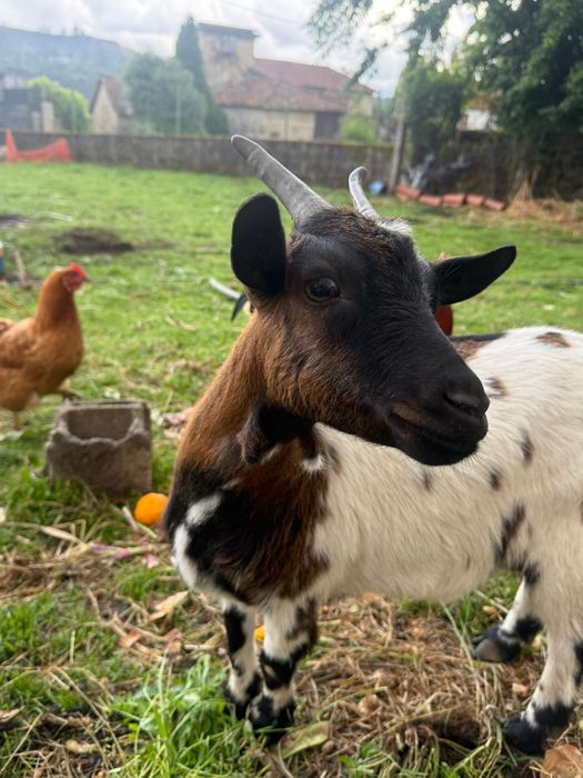 Cabras anãs muito meigas para venda