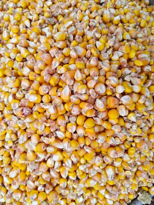 Продам кукурудзу