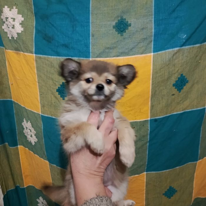 Девочка шпіц оранж