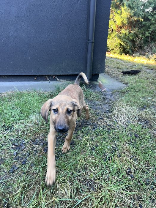 Toto Trawek i Tosia psiaki z turcji