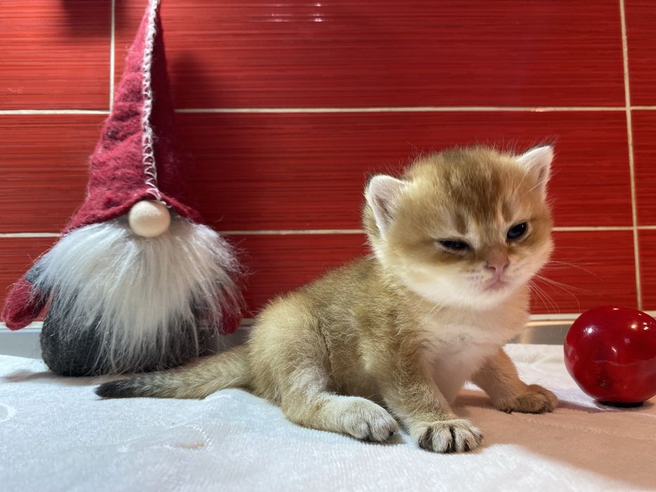 Шотландскі кошенята золота шиншилла