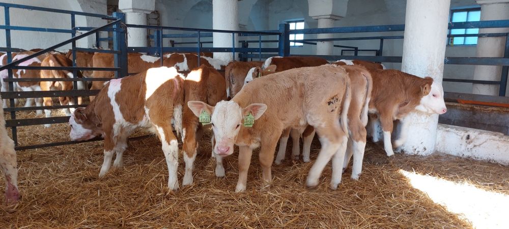 Cielęta Byczki Simental 100% Extra Forma