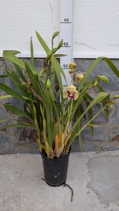 Orquídeas Cymbidium caseiras