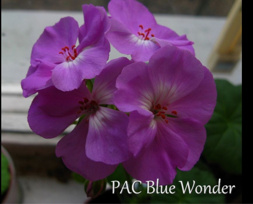 Пеларгонія сортова.