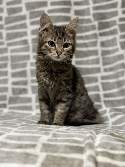Кошеня хлопчик  2місяці