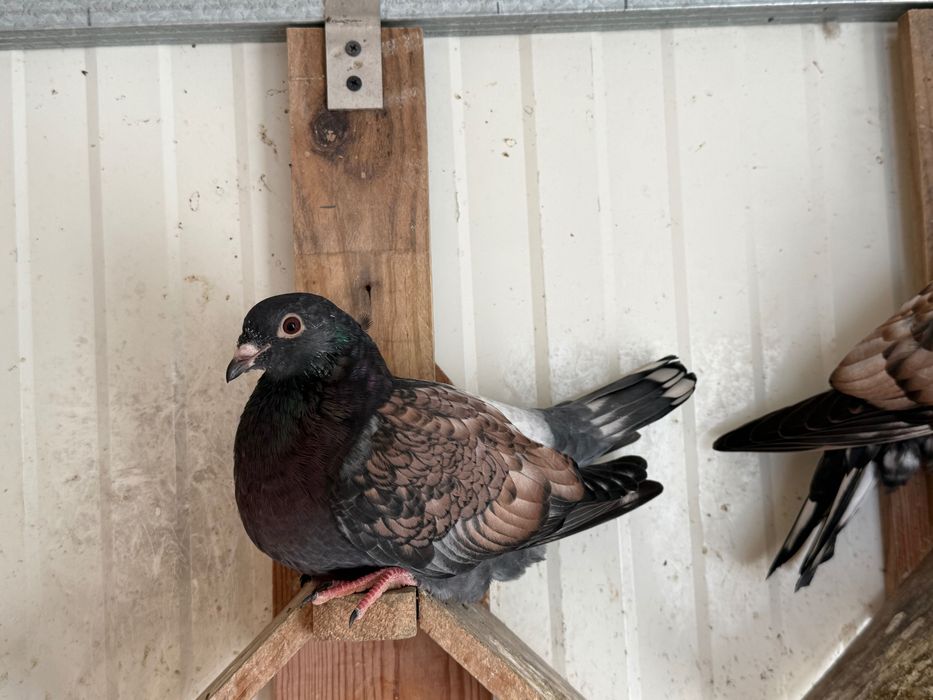 Pombos Toy stencill fill stencill