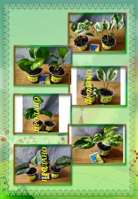 ‼️Колекція епіпремнумів/сциндапсусів