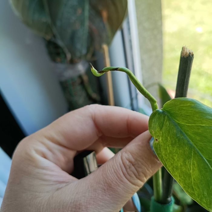 epipremnum cream mint-cięty szczyt