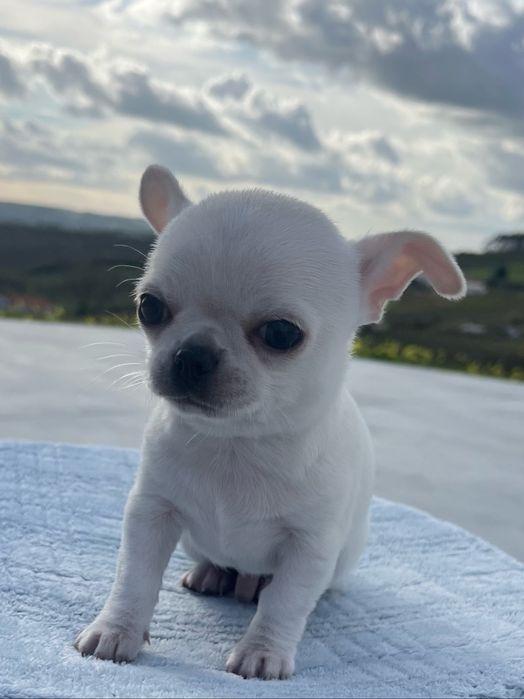 Chihuahua Macho Pelo Curto