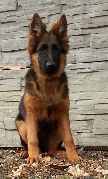 Owczarek niemiecki