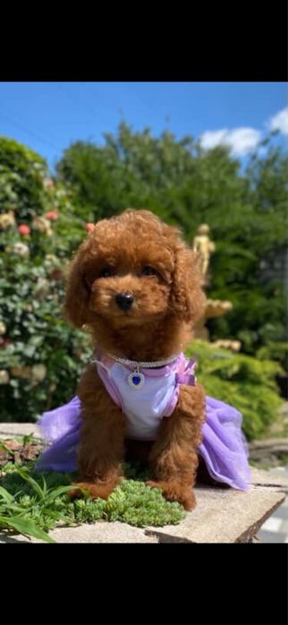 Vip class той пуделя