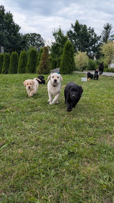Labrador retriever suczka z rodowodem GOTOWA DO ODBIORU