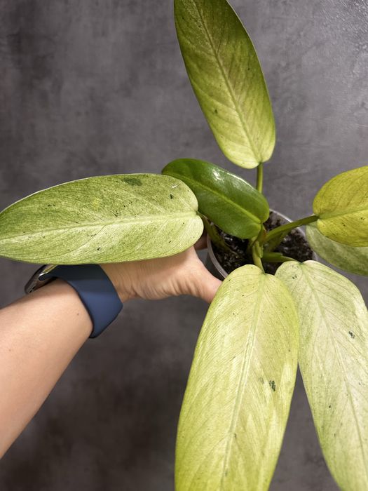 Філодендрон whipple way mint