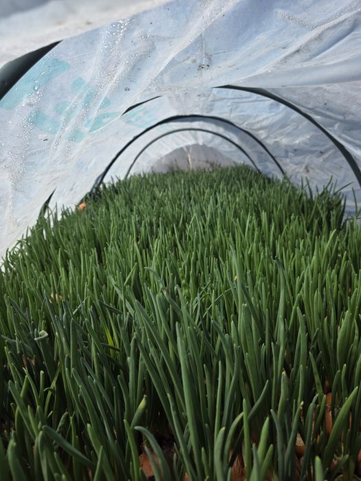 Зелена цибуля, перо.