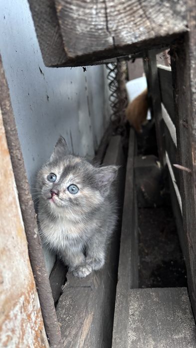 Котики в добрі руки