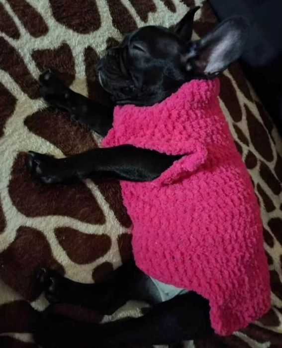 Вязаная одежда для собак, сфинксов, котов, свитера на собак