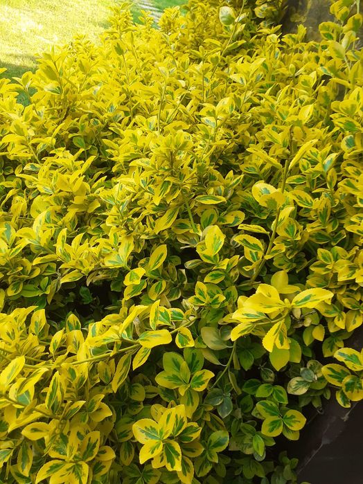 Trzmielina Emerald Gold, wysyłam