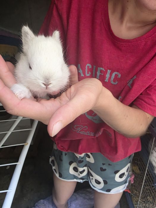 Vendo coelho anao