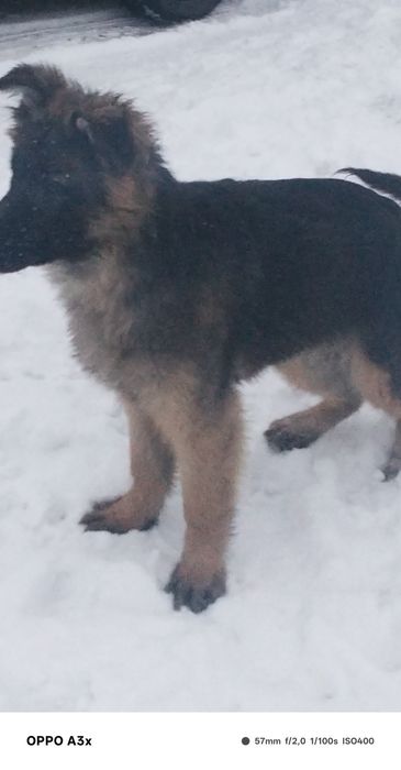 Продаж до  німецьких цуценят