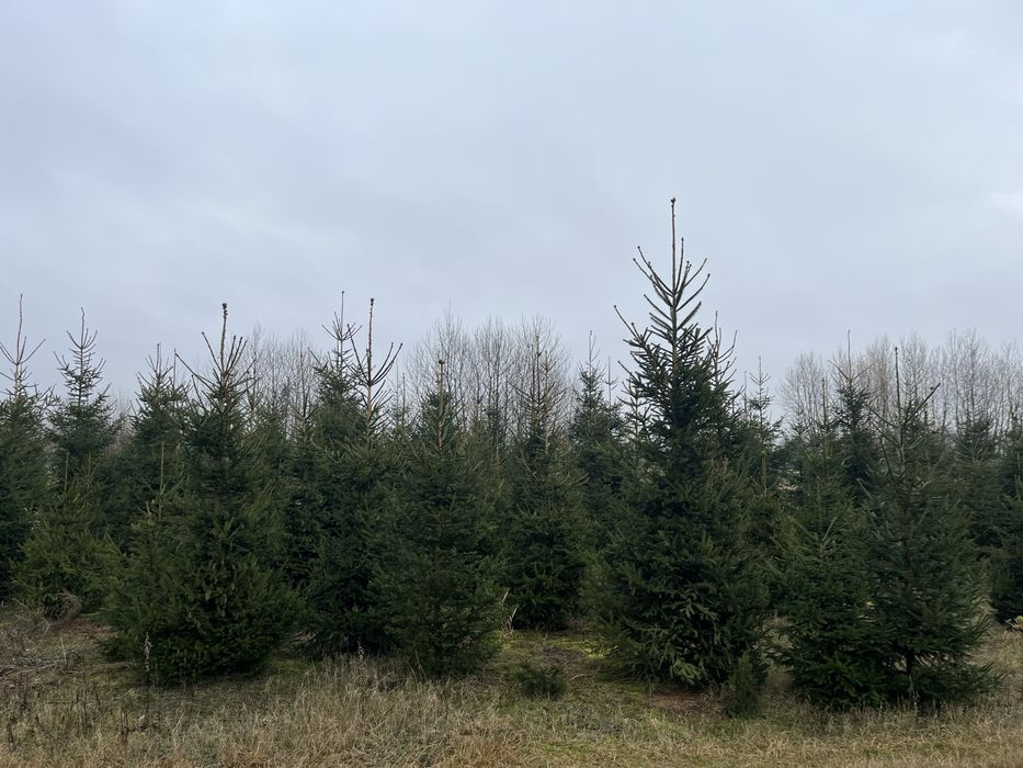 świerk pospolity hurt/detal