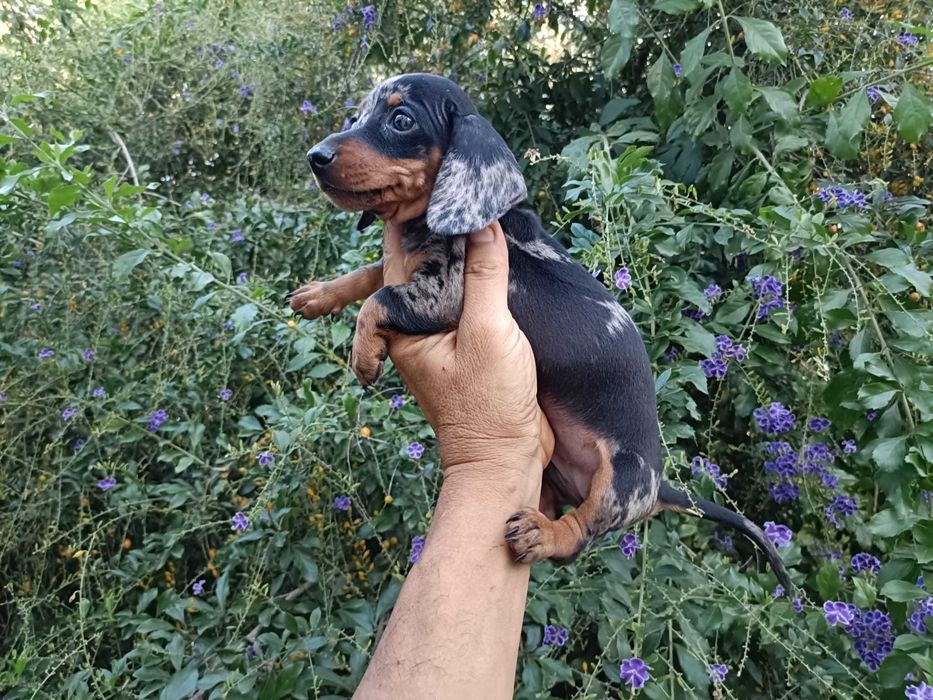 Teckel machinho mini Arlequim preto