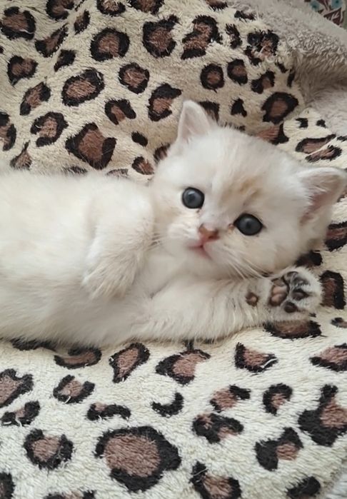 Чистокровні дівчинка та хлопчик сріблястої шиншили