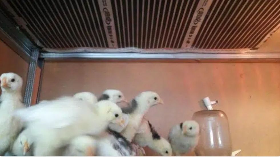 Инфракрасный обогрев для цыплят, кроликов, поросят, индюшат и т.д.