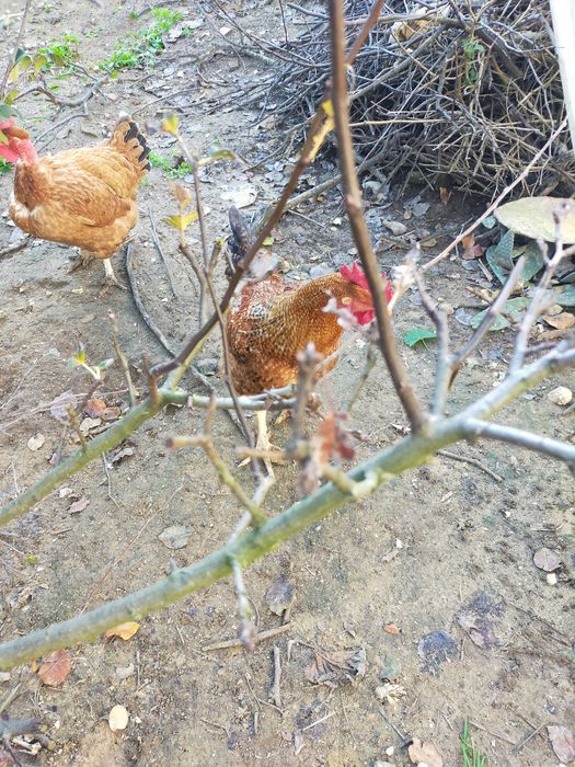 Vendo galo alimentado com alimentação biológica
