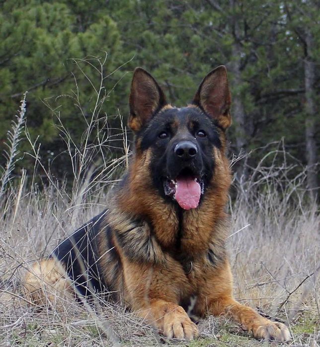 Бронювання цуценят найкращих німецьких вівчарок