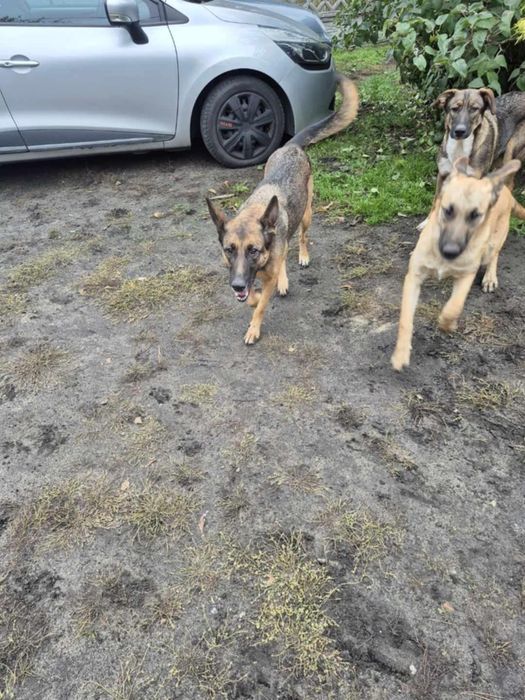 Szczeniaki Owczarki Belgijskie