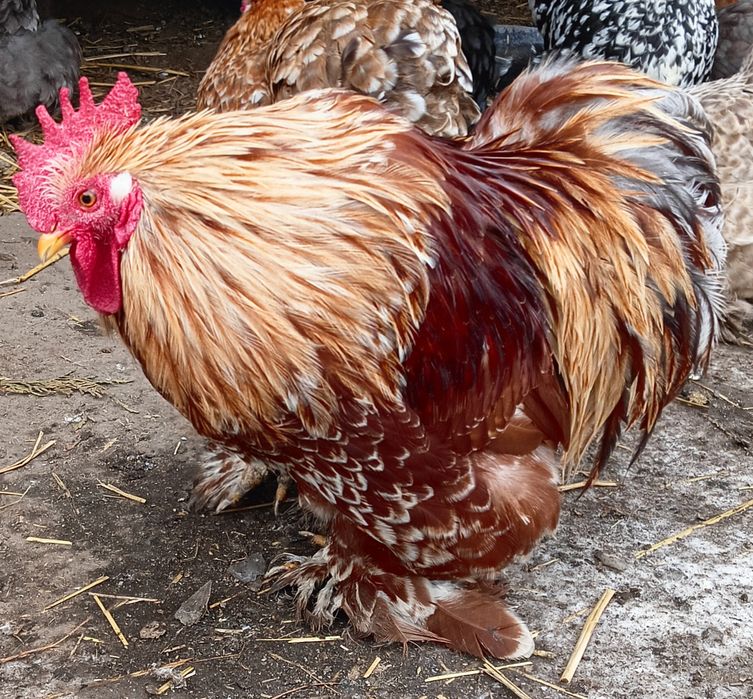 Kogut kochin karzełek