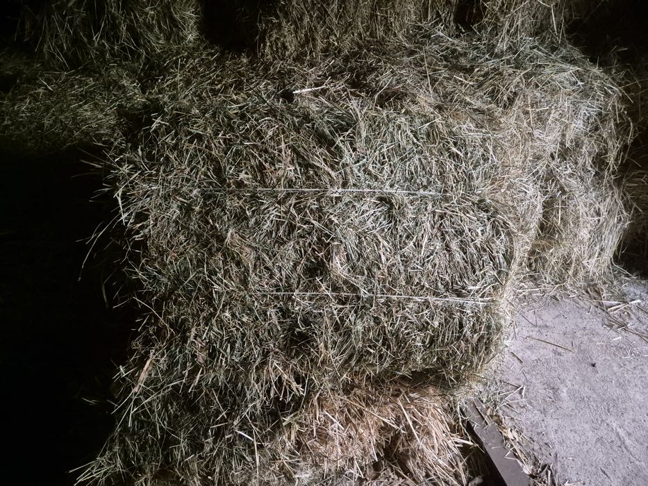 Siano w kostce z 2025r.