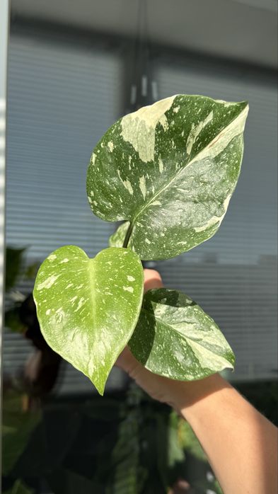 Монстера Тайське Сузірʼя / Monstera Thai Constellation