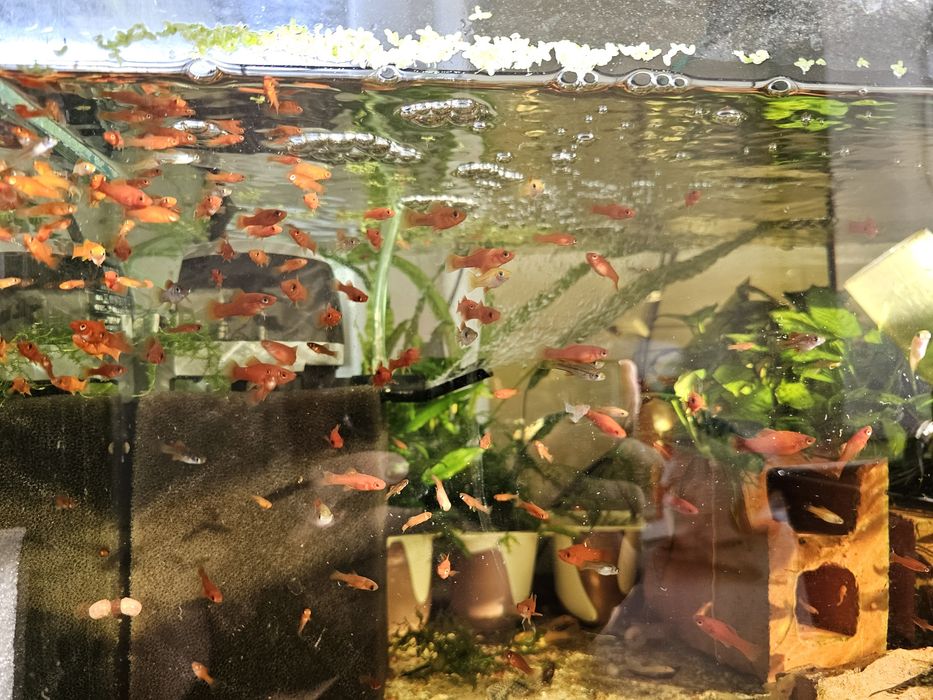 Sprzedam młode mieczyki