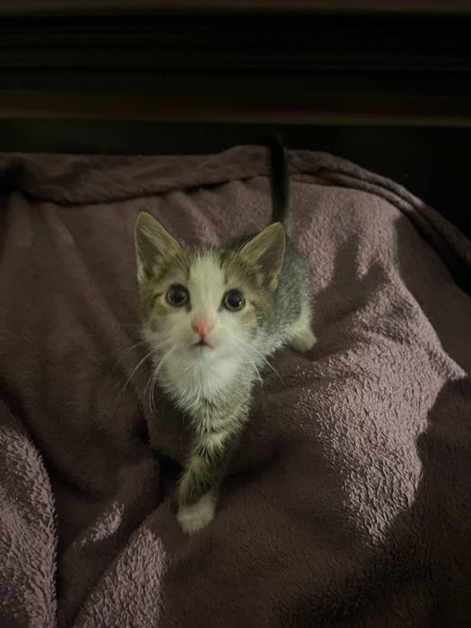 Котята в добрі руки