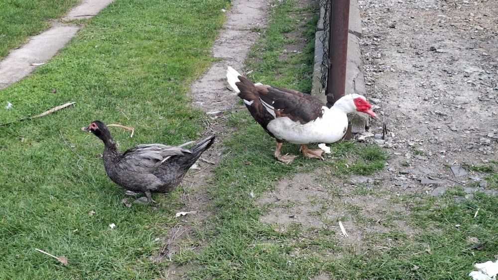 Sprzedam kaczke i kaczora francuskiego