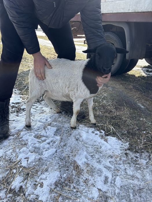 Вівці,ягнята.Продам дорпер чисто кровкі