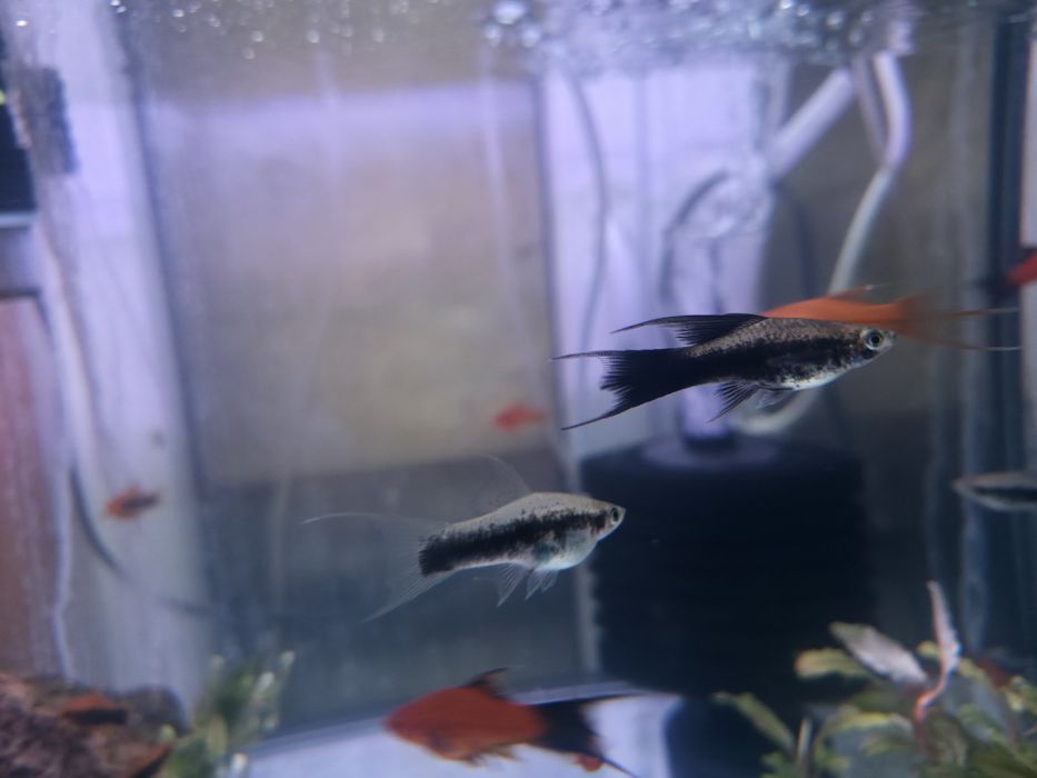 Mieczyki liry długopłetwe