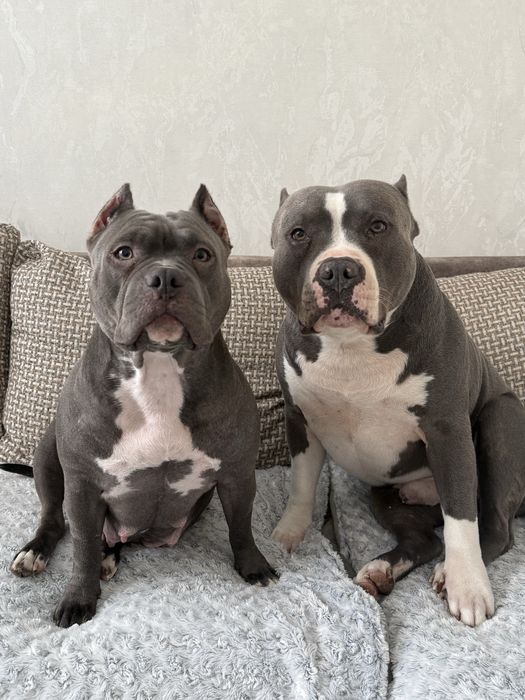 Американські буллі