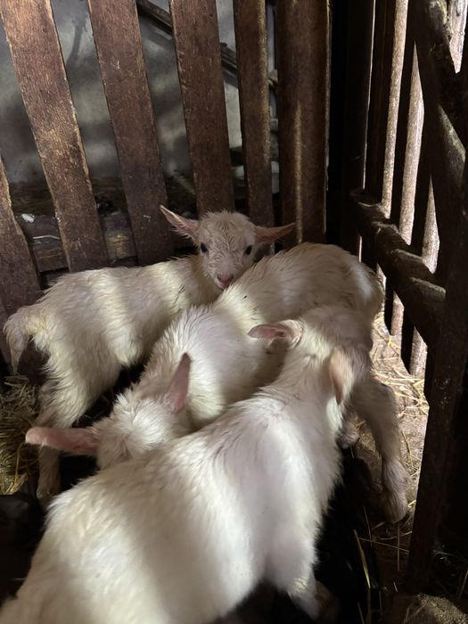 Продам перспективних козенят (зааненка х ламанча)