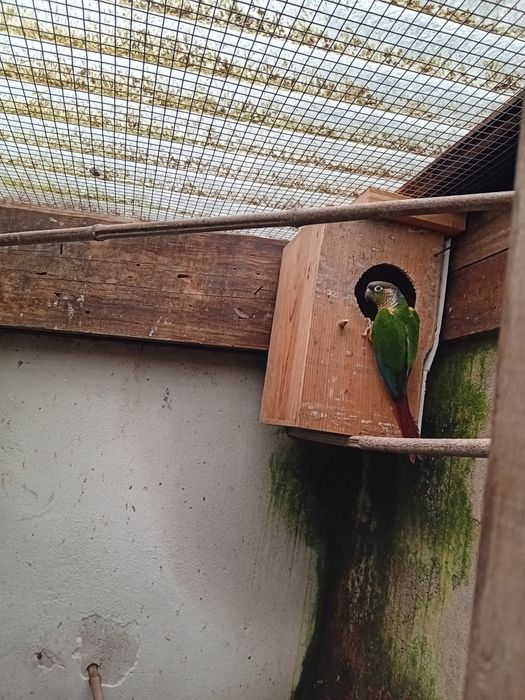 Pyuhurra  de boa saúde