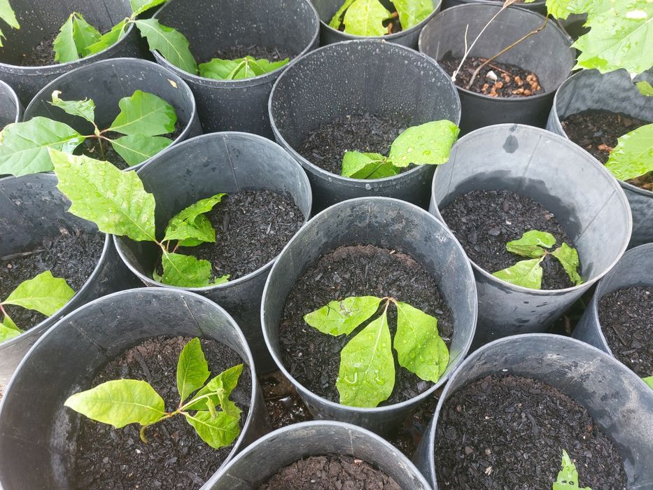 Planta da árvore do carvalho americano