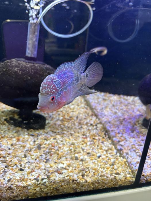 Pielęgnica Flower Horn